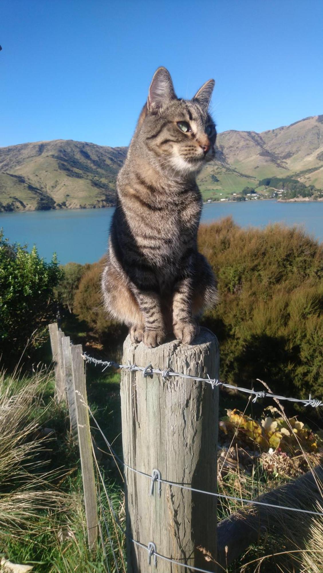 Port Levy B & B Christchurch Dış mekan fotoğraf